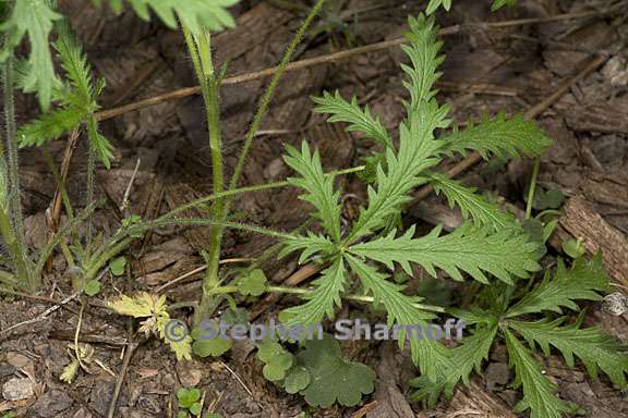 potentilla recta 4 graphic